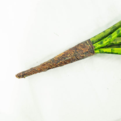 Sansevieria Plant (Pack of 3)