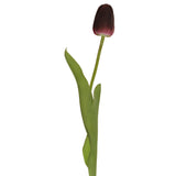 Darwin Hybrid Tulip (Pack of 6)