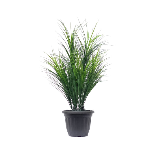 Wheat Grass Potted