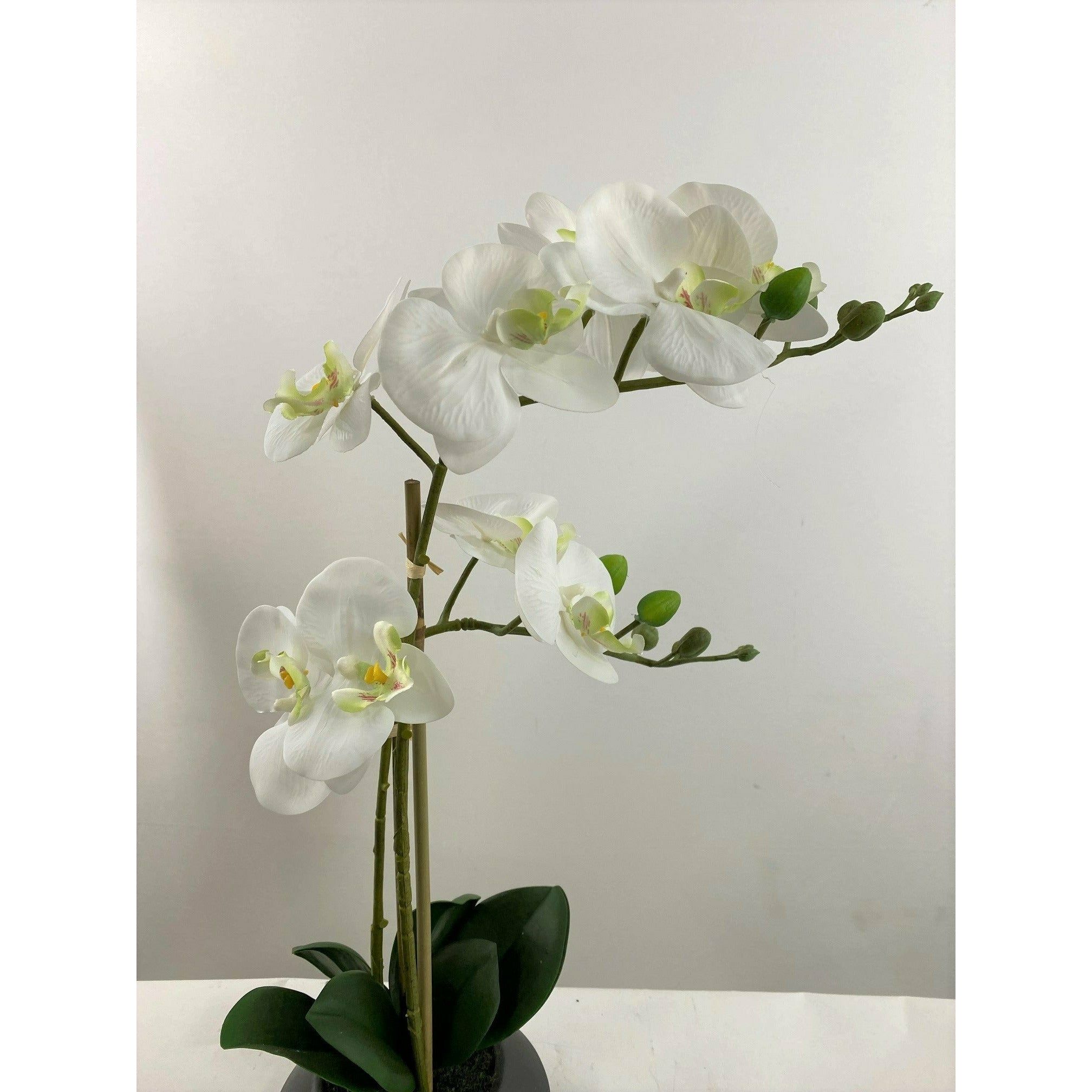 Phalaenopsis orchid 19" double stem with vase