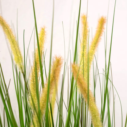 Cat Tail Potted Grass