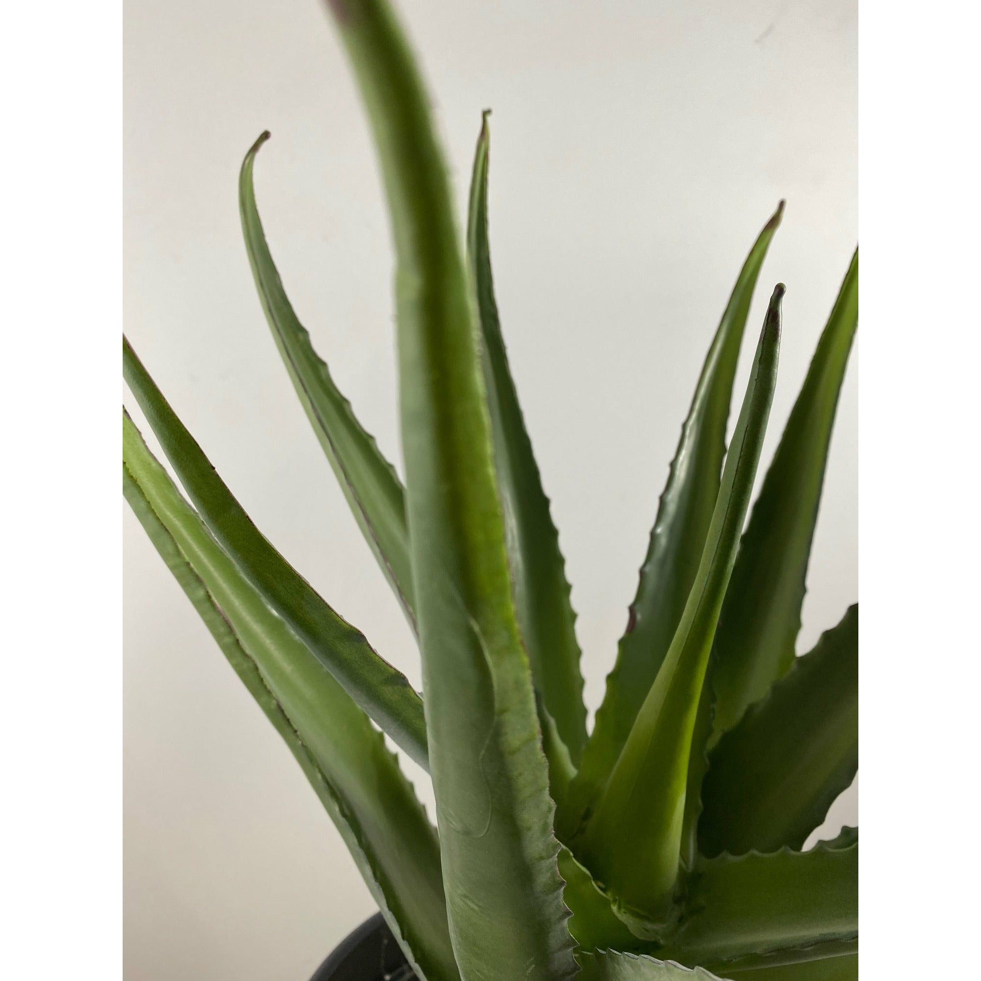 Aloe stem 20"