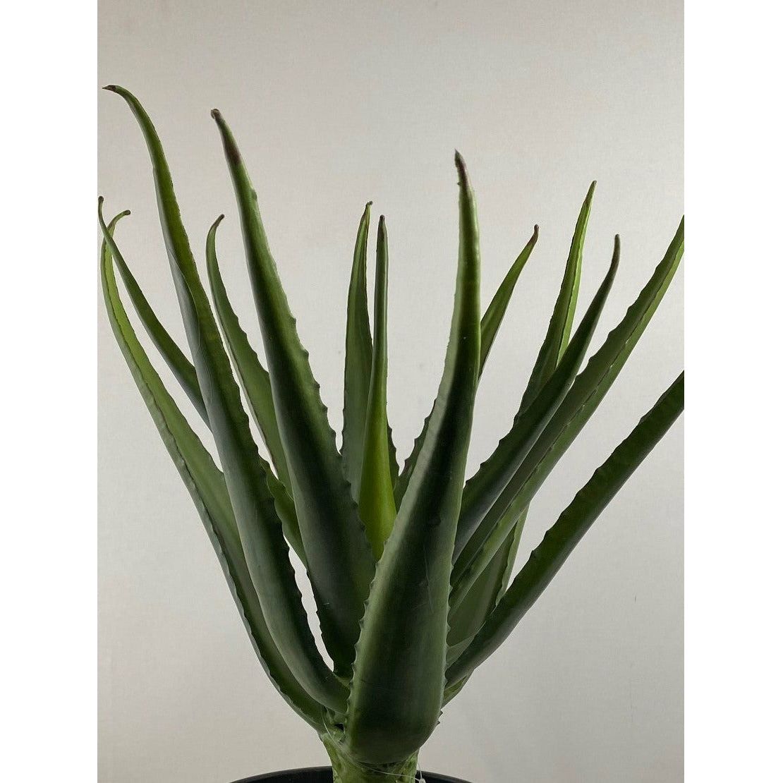 Aloe stem 20"