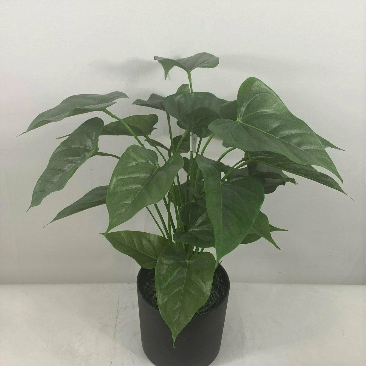 Anthurium with Planter