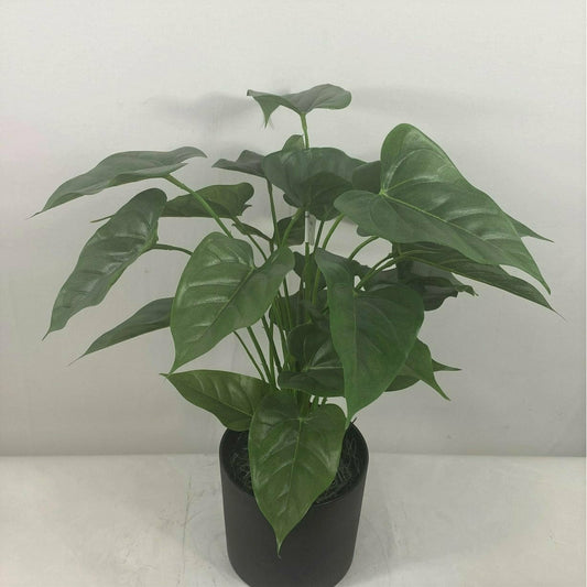 Anthurium with Planter