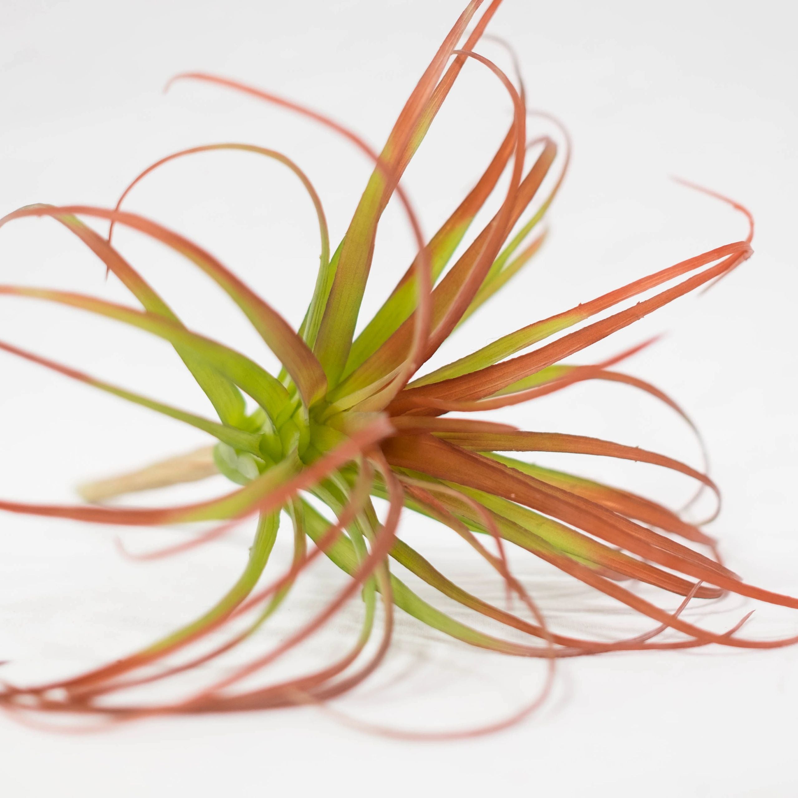 Air Plant 10" (Pack of 3)