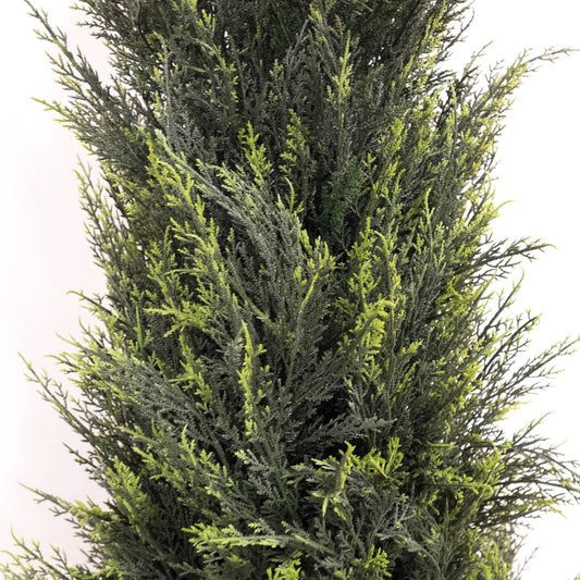 Cypress Tree