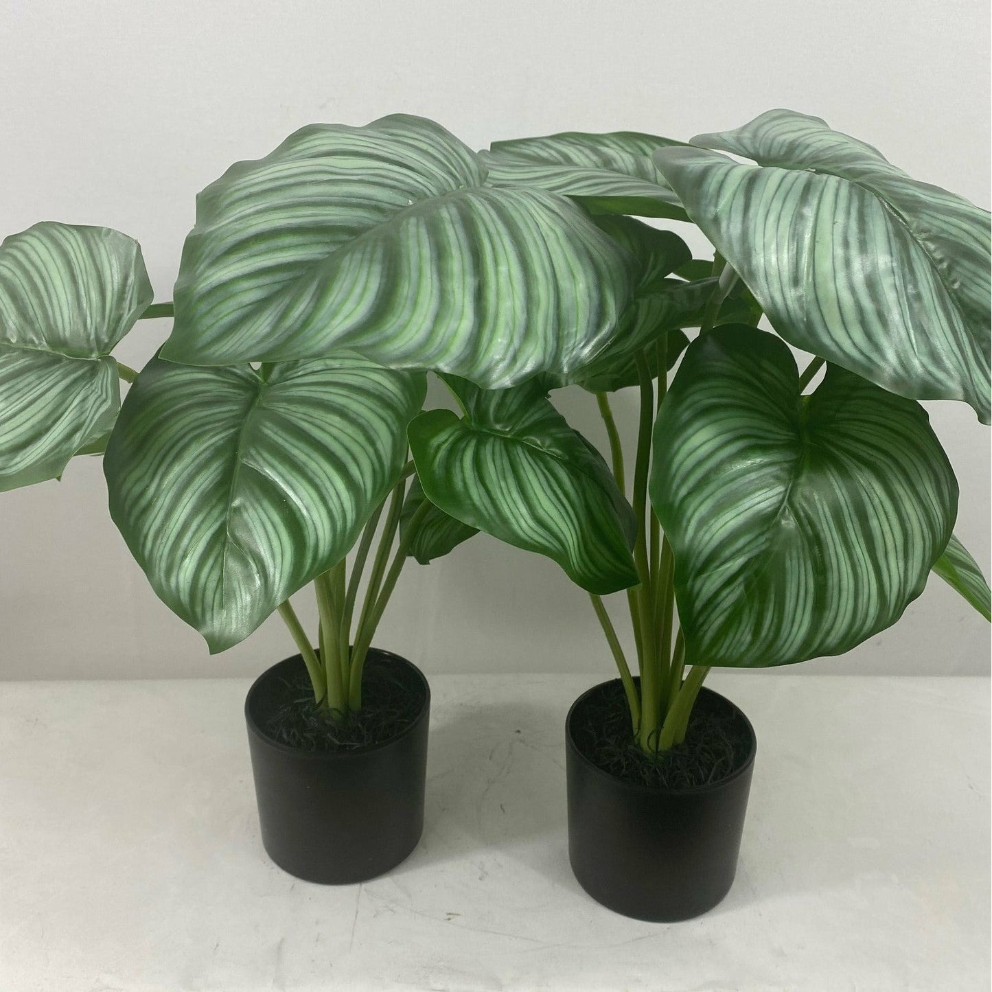 Calathea Plant (Set of 2)