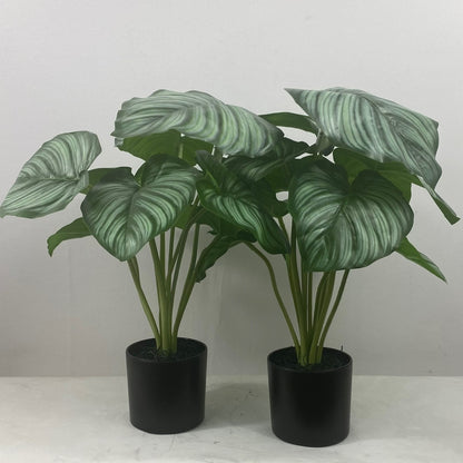 Calathea Plant (Set of 2)