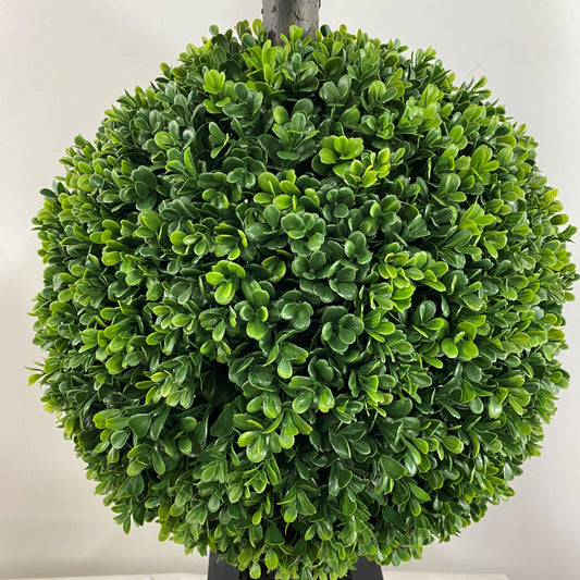 Boxwood Double Ball 43"
