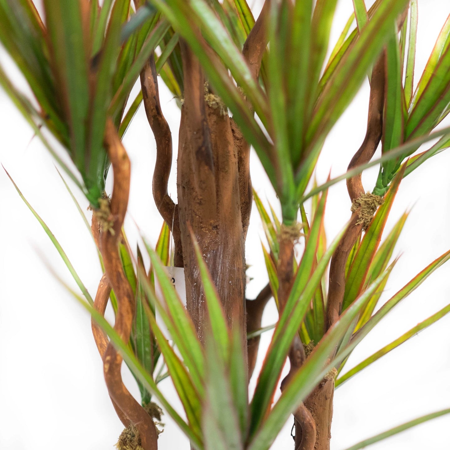 Dracena Marginata