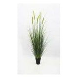 Cattail grass 37" with pot