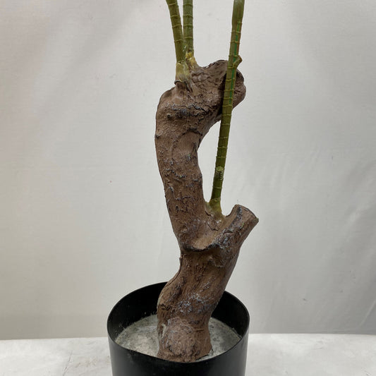 Croton Tree 43" - UV Protected