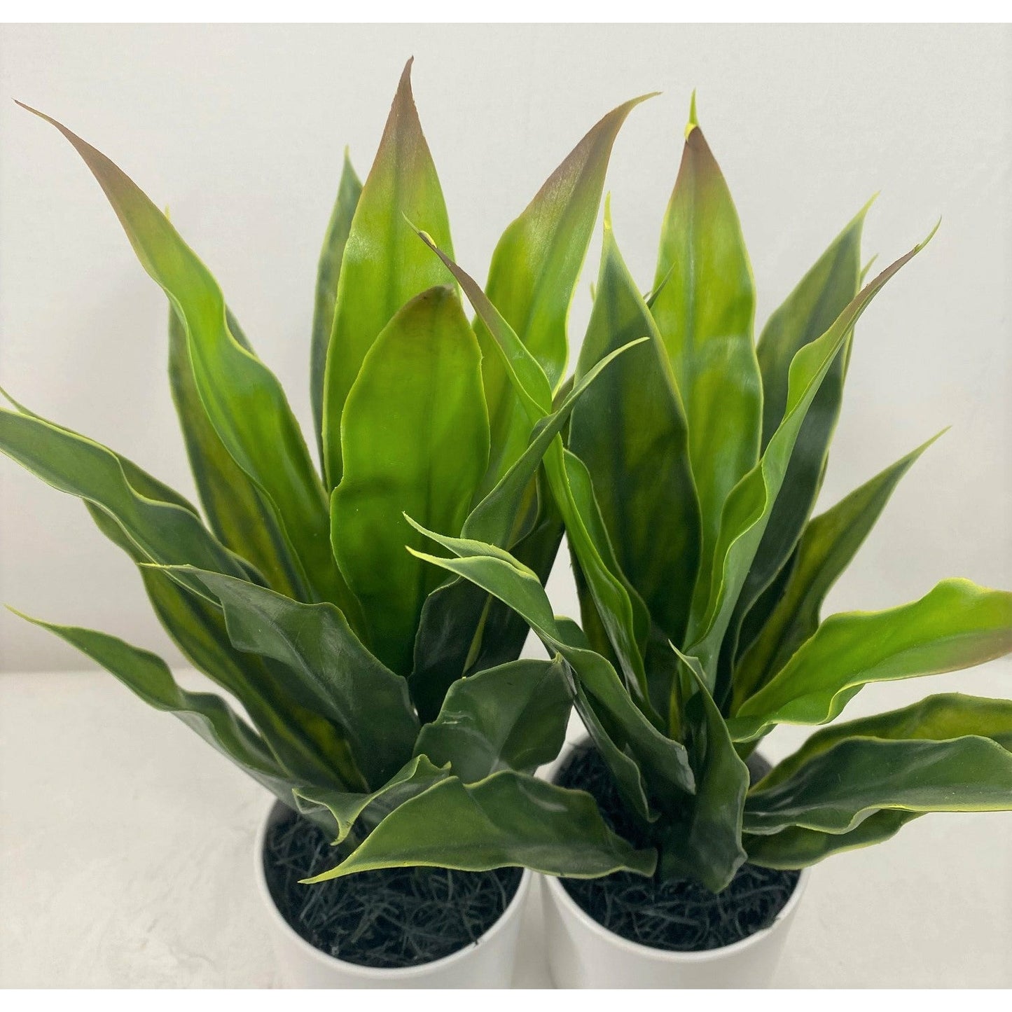 Mini Dracaena (Set of Two)