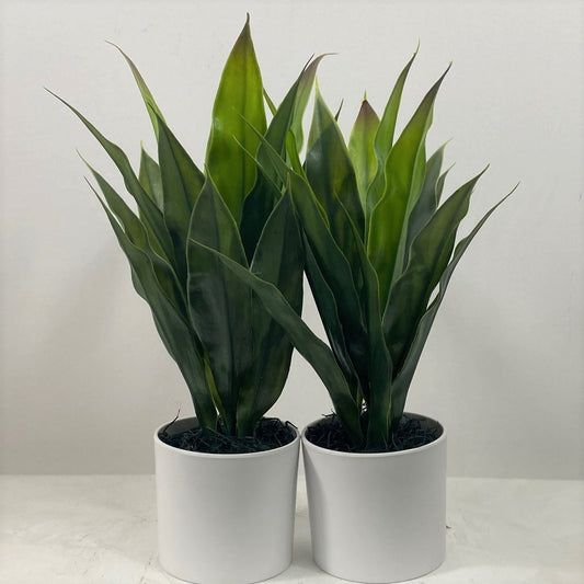 Mini Dracaena (Set of Two)