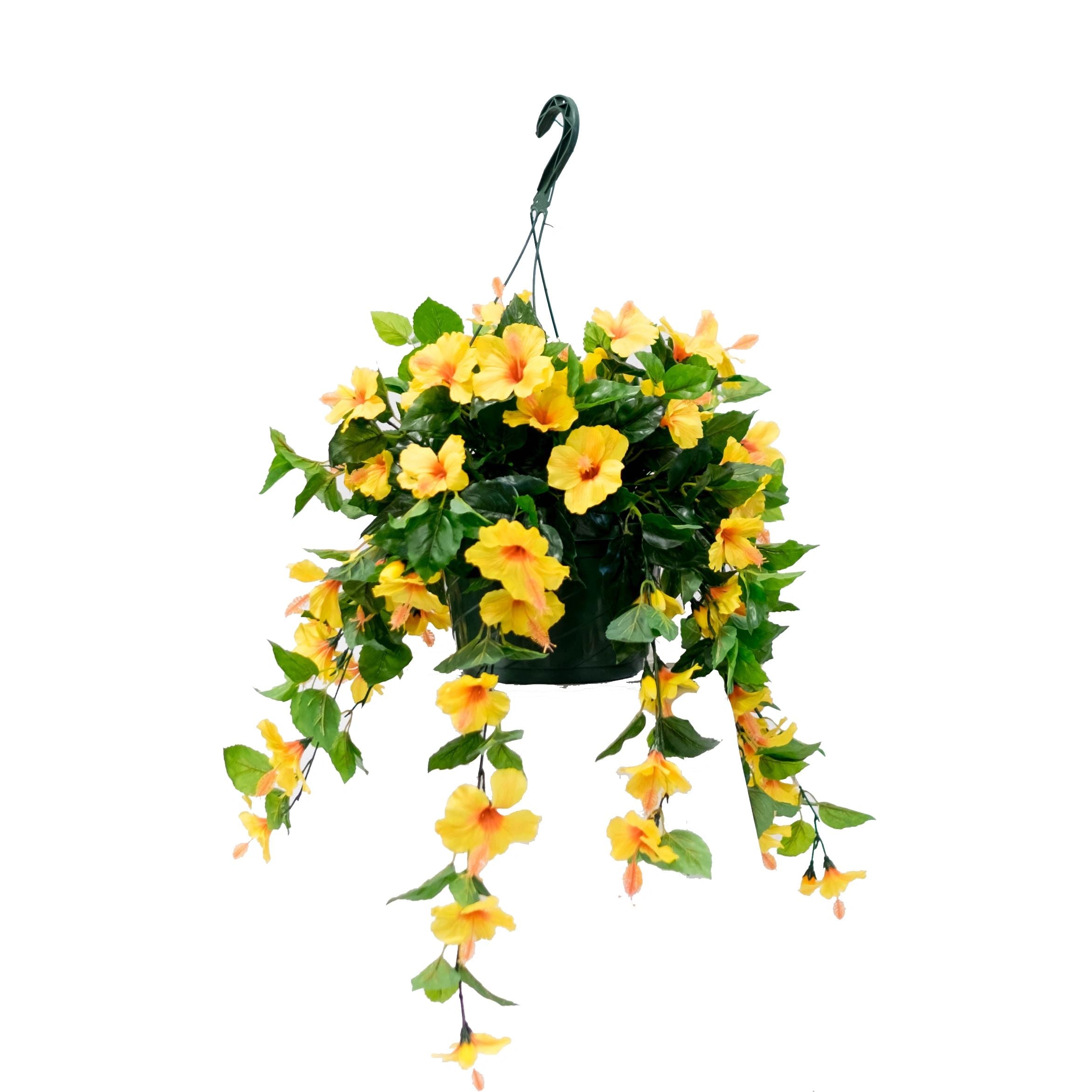 Hibiscus Flowering Basket