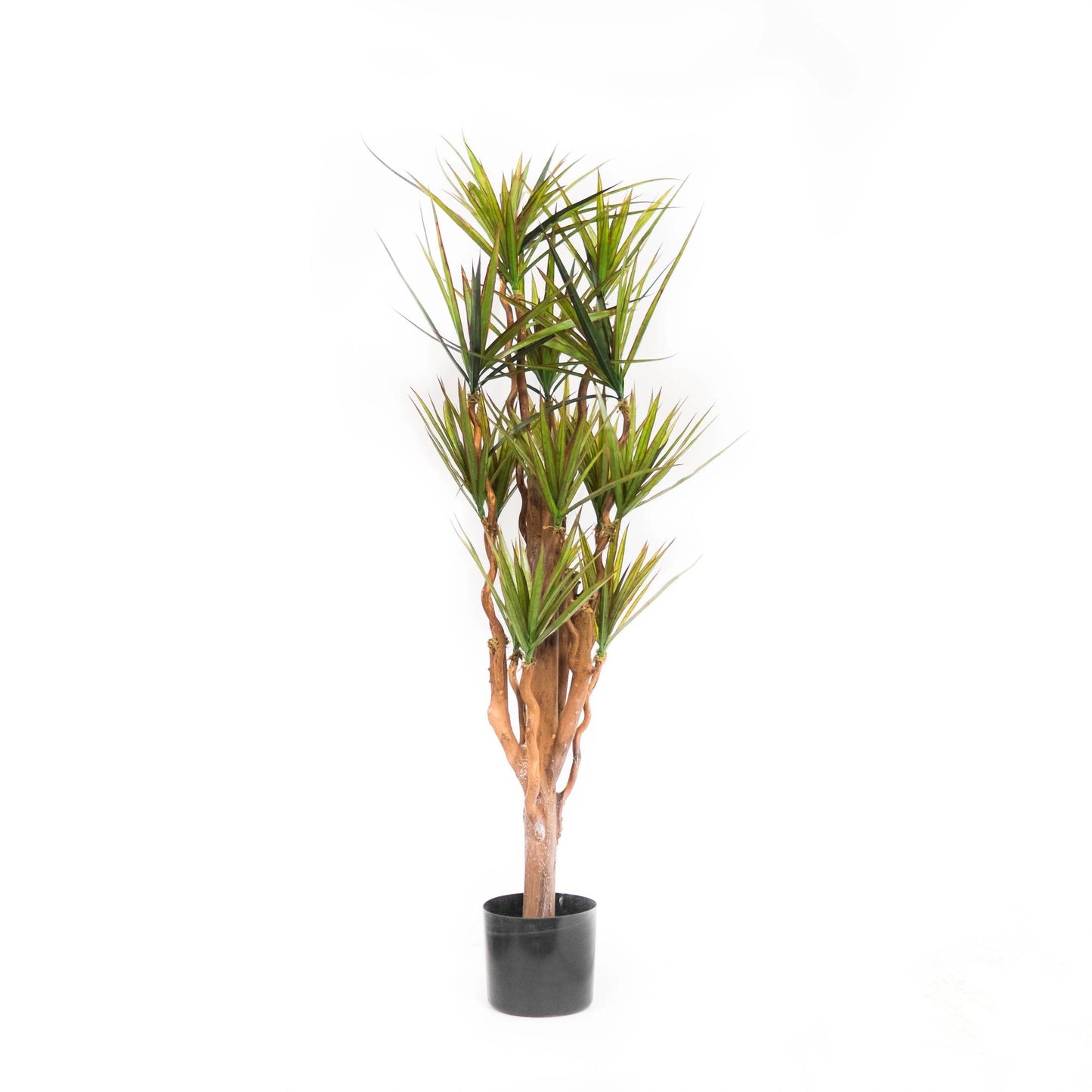 Dracena Marginata
