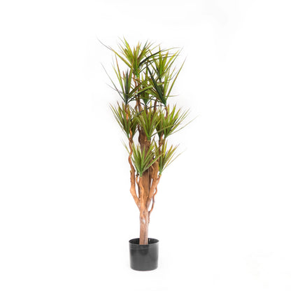 Dracena Marginata