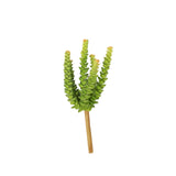 Sedum Succulent 8.5" (Pack of 3)