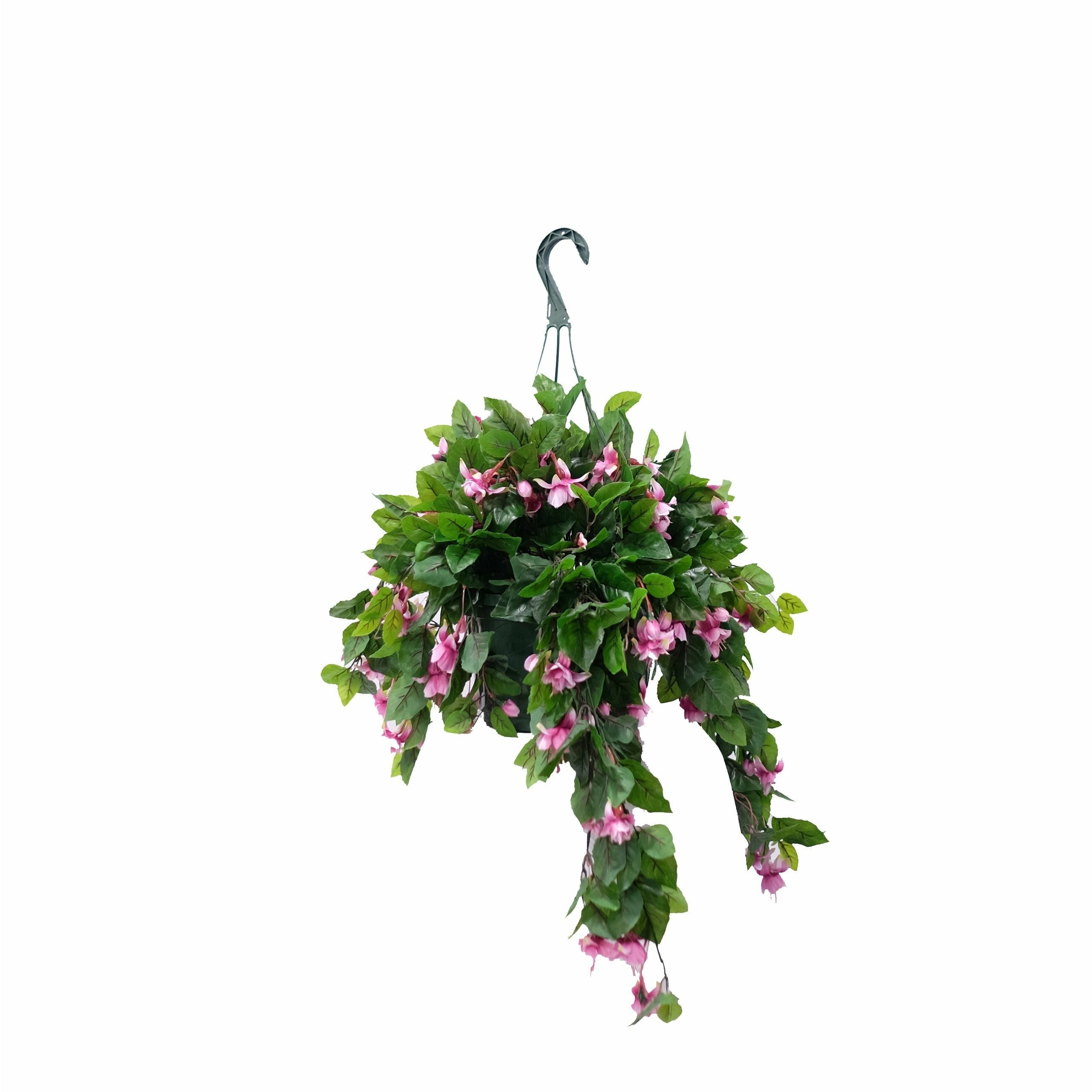 Fuchsia Flowering Basket