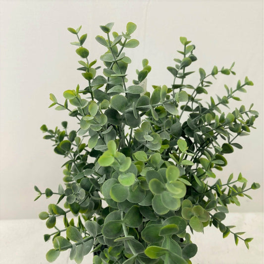 Potted Eucalyptus