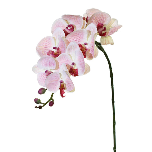 Phalaenopsis Orchid 36" (Pack of 3)