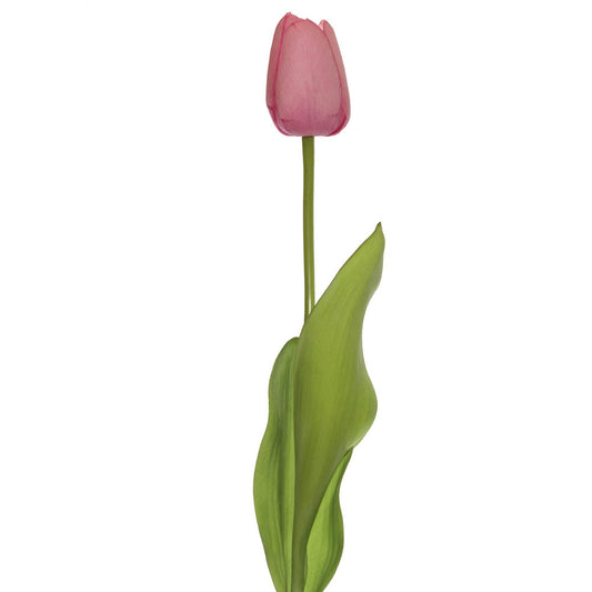 Darwin Hybrid Tulip (Pack of 6)