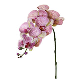 Phalaenopsis Orchid 36" (Pack of 3)