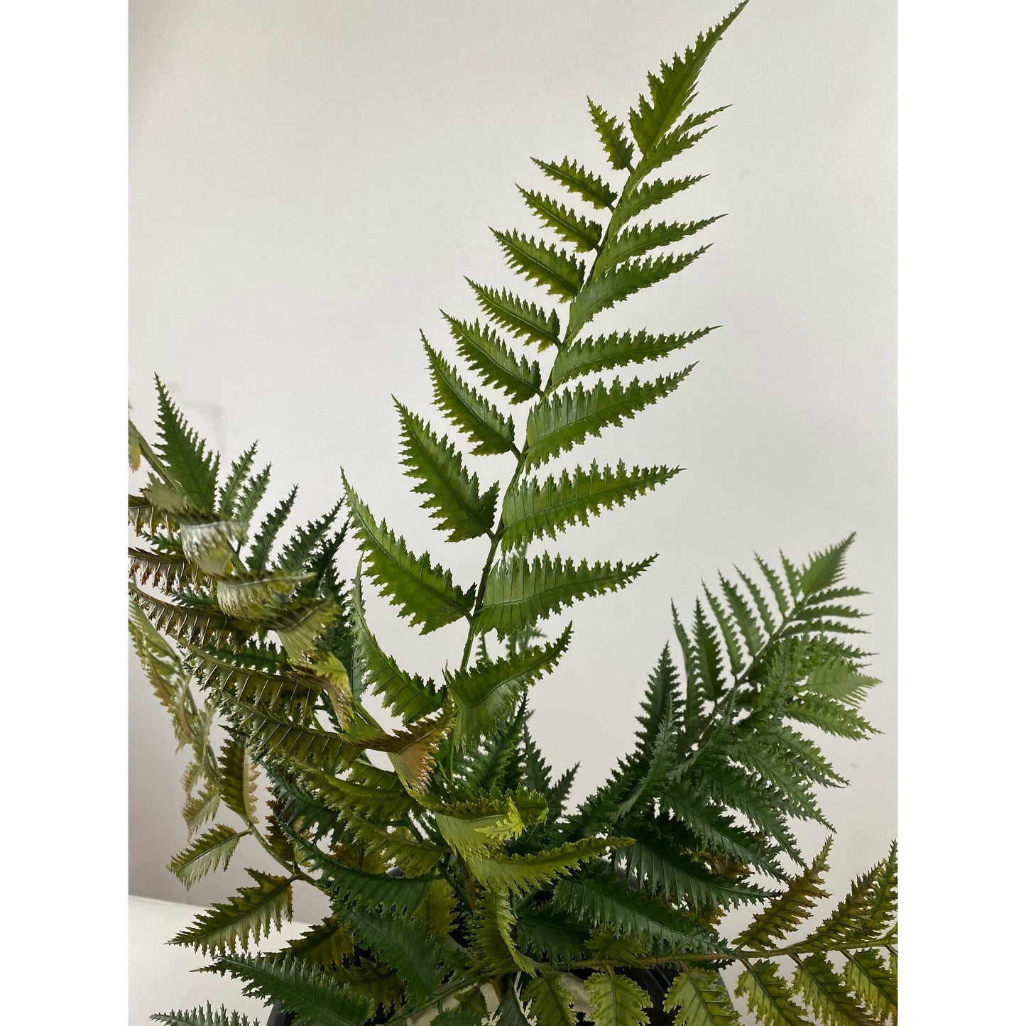 Fern Bush 22" pack of 3
