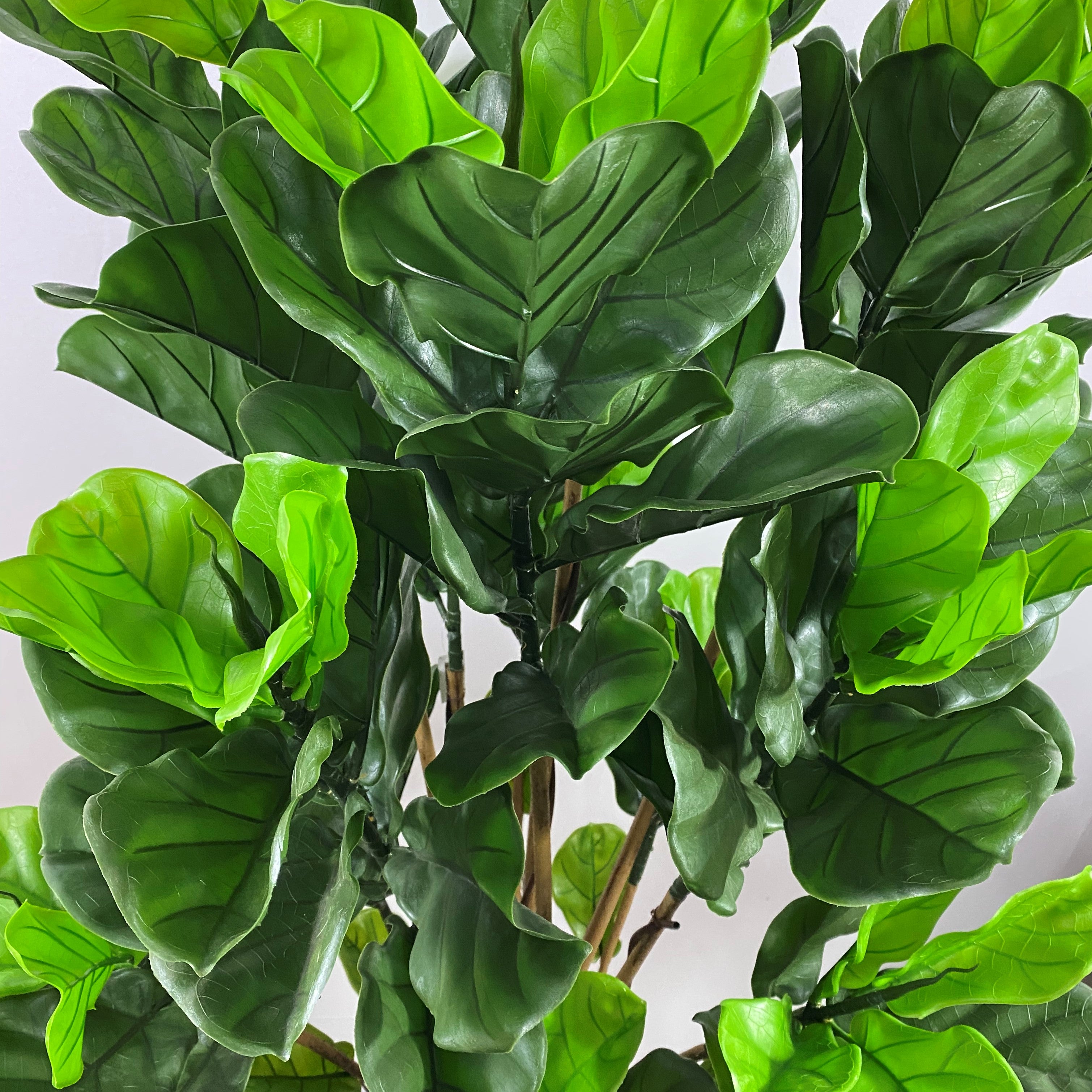 Outdoor fiddle leaf 6' uv protected