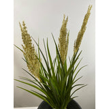 Plume grass 22" (pack of 3)