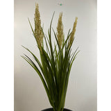 Plume grass 22" (pack of 3)