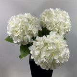 Hydrangea classic white ( pack of three )