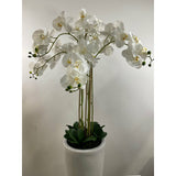 Eternity Phalaenopsis Orchid Arrangement 53"
