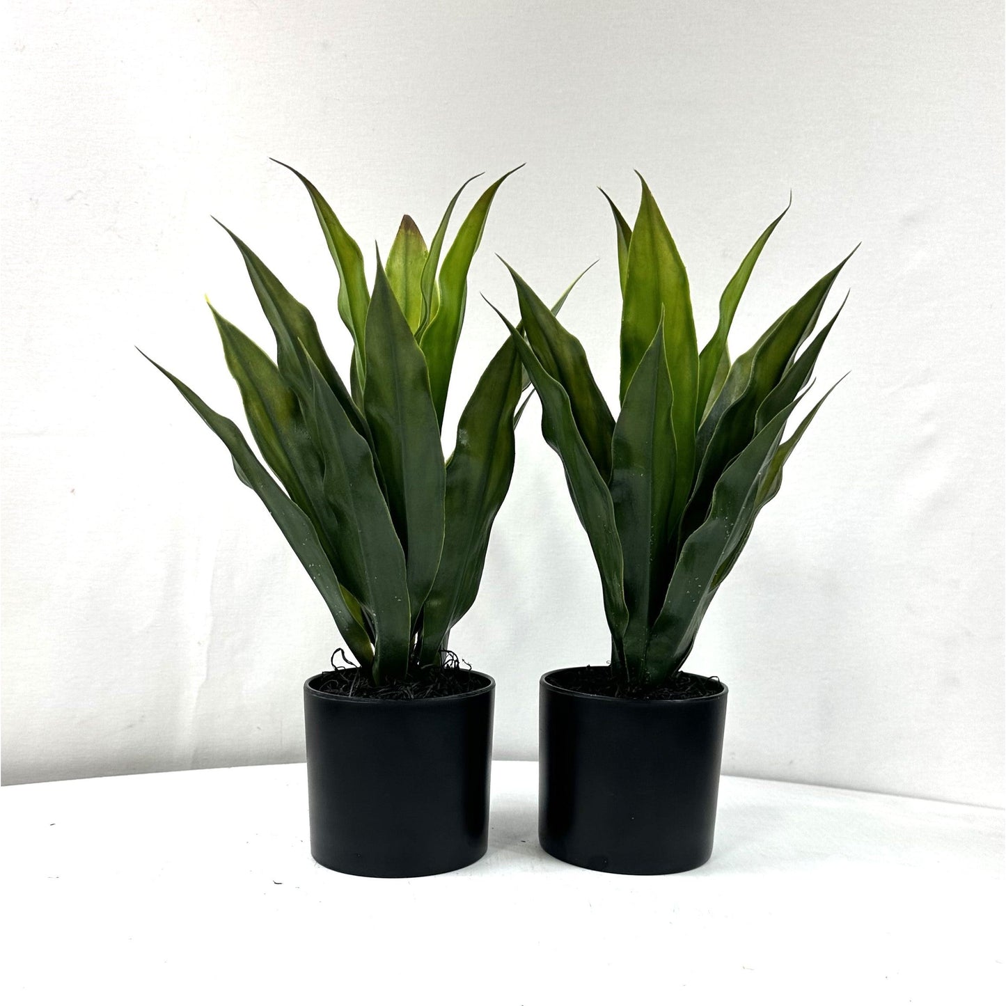 Mini Dracaena (Set of Two)