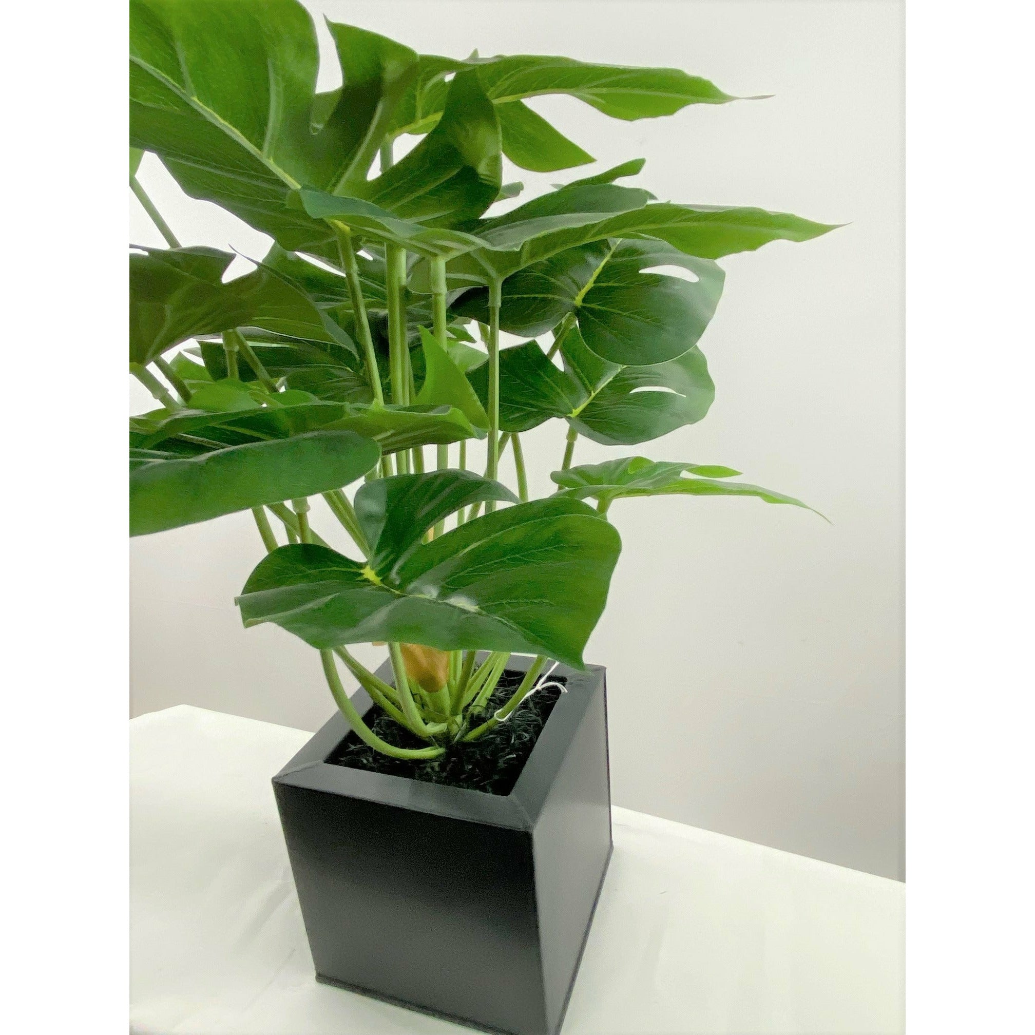 Potted Monstera 20"