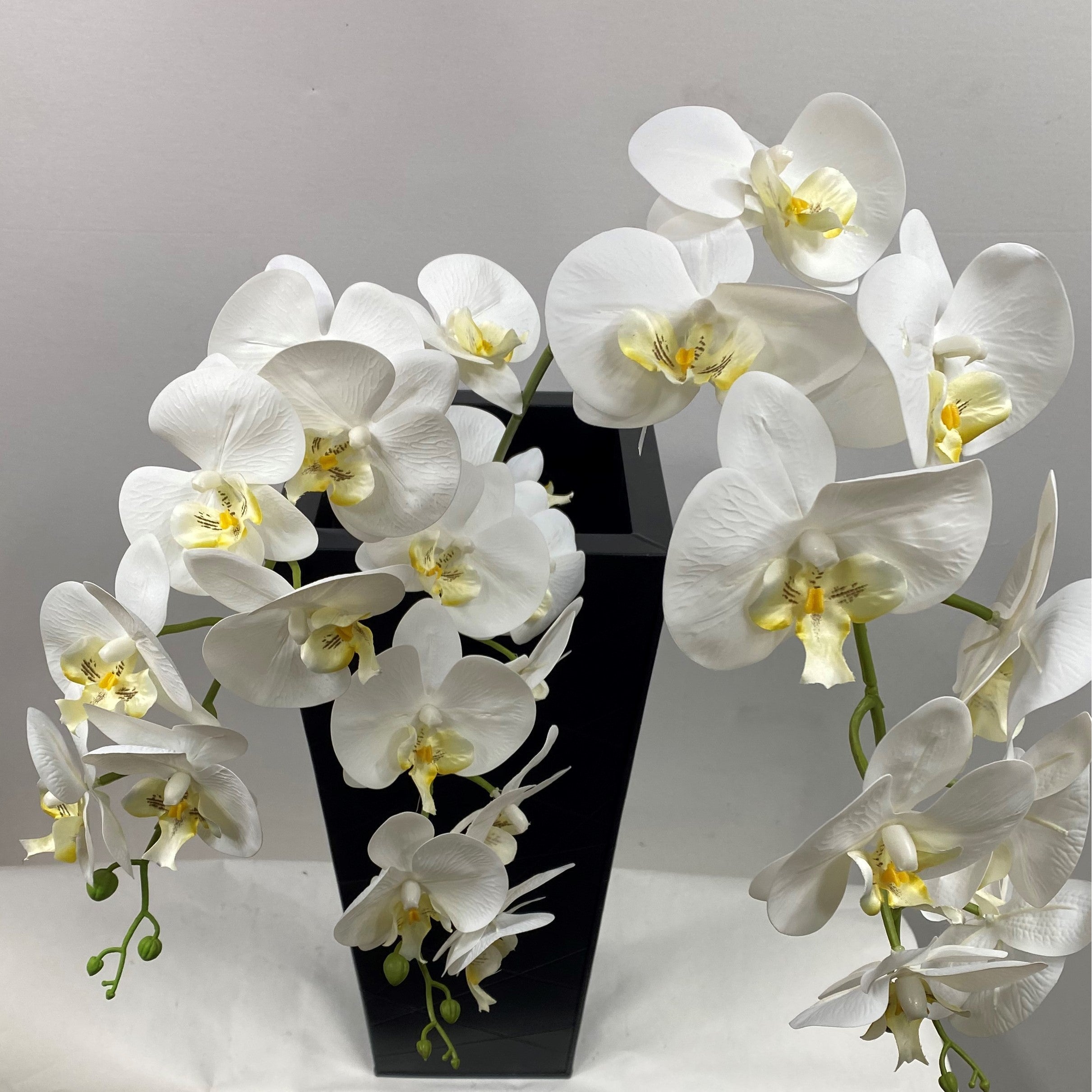 Phalaenopsis orchid classic white ( pack of three )