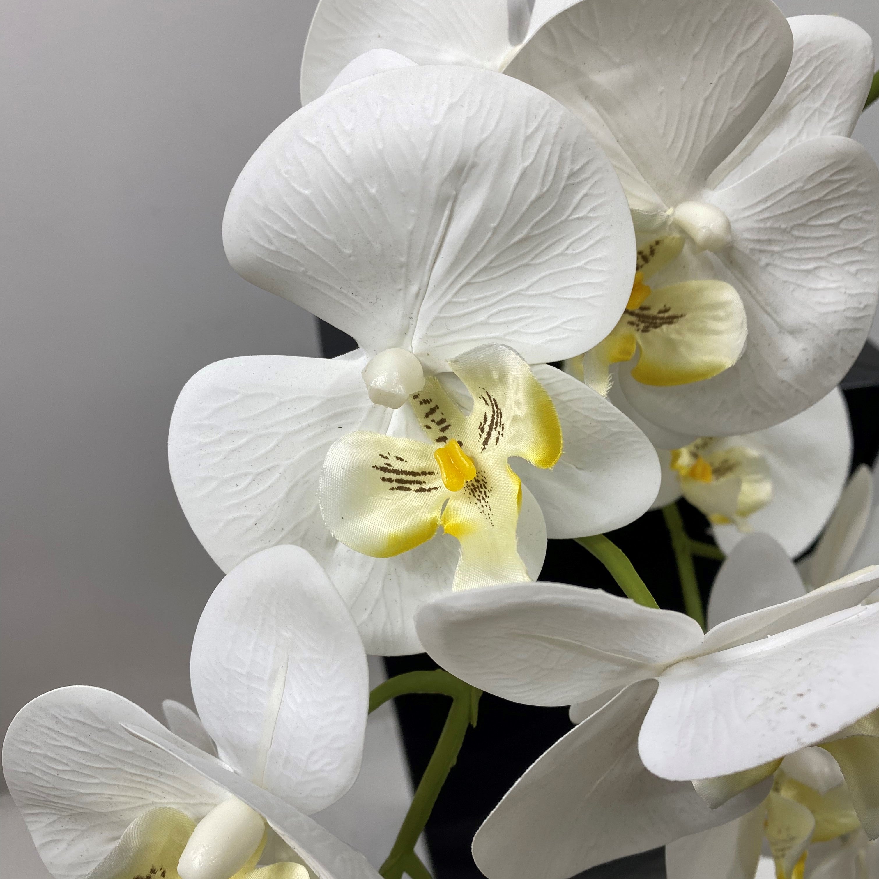 Phalaenopsis orchid classic white ( pack of three )