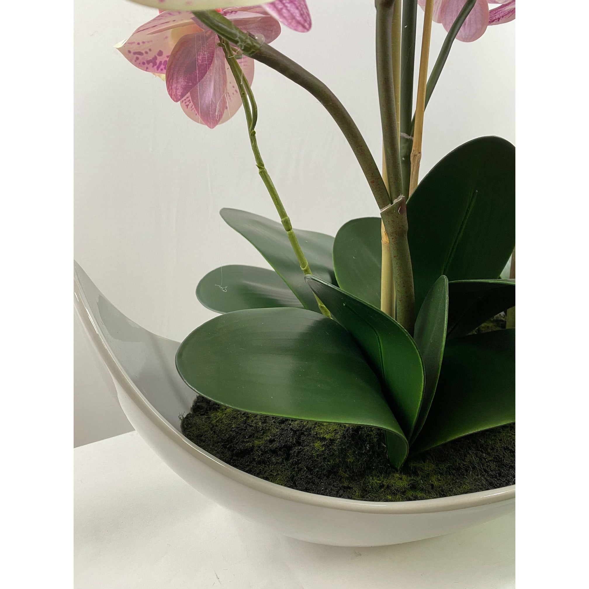 Phalaenopsis orchid x 10 stem in boat ceramic vase