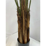 Areca palm 70" husked stem X 15 Fronds