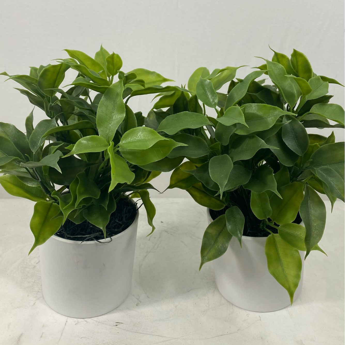 Mini Pomelo potted ( Set of Two )