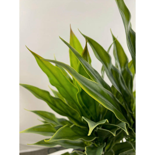 Dracaena Head 32"