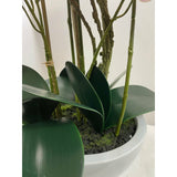 Phalaenopsis orchid designers vase 30"