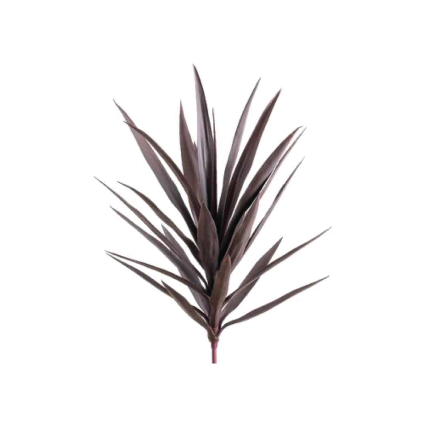 Burgundy Yucca Plant 27"