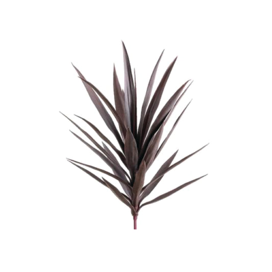 Burgundy Yucca Plant 27"