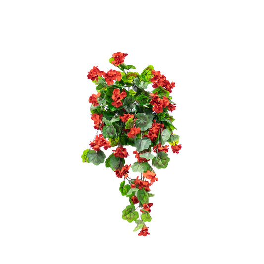 Geranium Flowering Bush