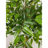 Outdoor Ruscus Topiary 4.5ft
