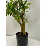 Outdoor Ruscus Topiary 4.5ft