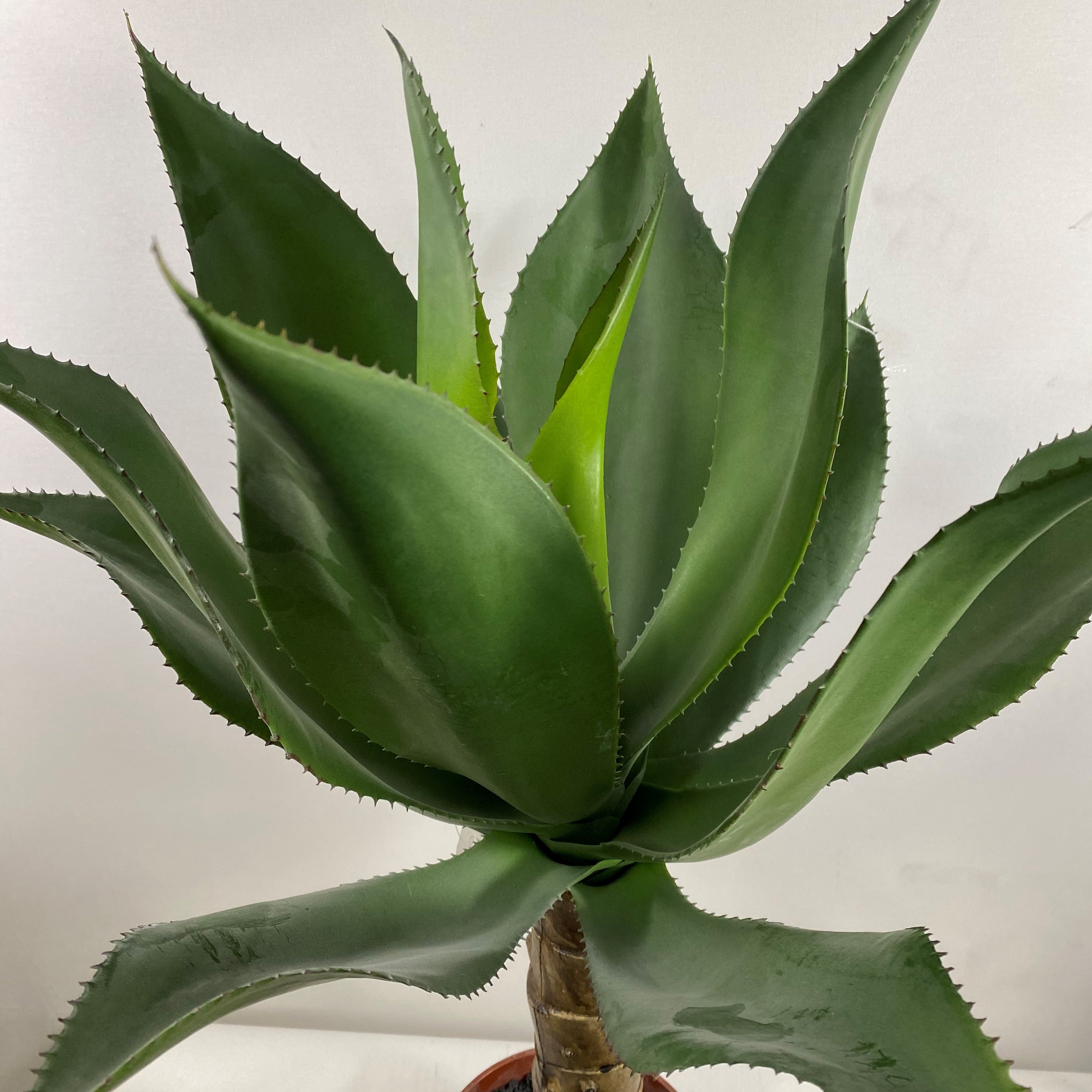 Sawtooth Agave 32" with pot