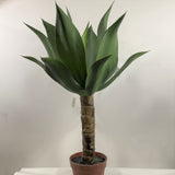 Sawtooth Agave 32" with pot